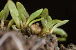 Shortseed waterwort